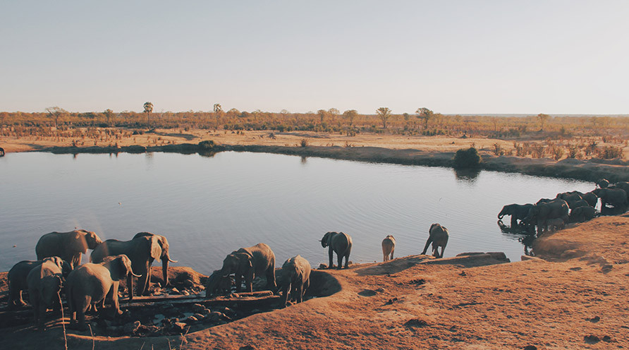 Botswana • Techpro Safari